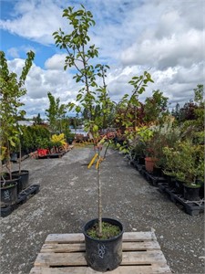 1 4-Variety Grafted Pear