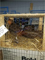 Pair Young Red Gold Pheasants