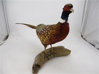 Farm Raised Pheasent Mount