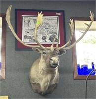 Caribou "Double Shovel" Northern Quebec herd