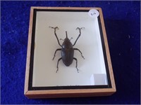 Genuine Asian Beetle "Cyrtotrachelus dux"