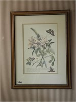 Framed Botanical