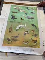 LOT: Bird Posters