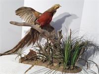 Golden Pheasant Bird Mount
