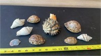 Collection of Sea Shells