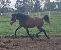 (VIC) MOLLY - RIDING PONY MARE