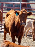 2nd Annual Lazy A Cattle  COW CALF PAIR AUCTION