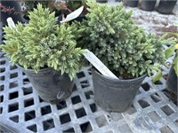 2 Lots of 1ea 1 Gal Blue Star Juniper