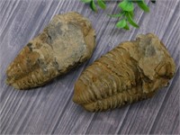 TRILOBITES ROCK STONE LAPIDARY SPECIMEN