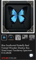 Blue Swallowtail Butterfly Real Framed Wooden