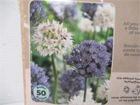 50-Pk Tasc Allium Amplectens Bulbs