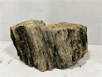 Petrified Wood