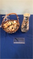 Collection of shells and rocks