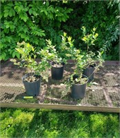 4 Elliot Blueberry Plants