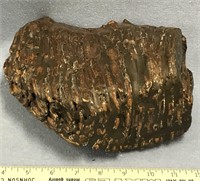 Very large, 9" x 8" fossilized mammoth tooth   (a