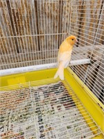 young Red Factored Singing Canary Male