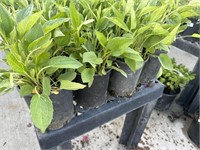 4 Lots of 1 ea 1 Gal Goldsturm Coneflower