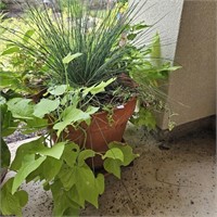 Sweet Potato Vine & Blue Oat Grass in Planter