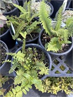 3 lots of 1  Western Sword Polystichum 1 gal