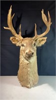 Deer antler mount