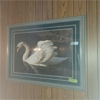 B305 Large Swan picture