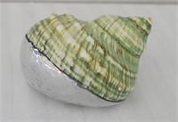 Turbo Cornutus Seashell With Silver Overlay
