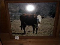Cow framed