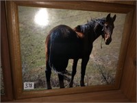 Horse framed