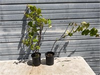 2 Seedless Grape Plants