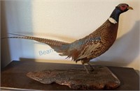 Ringneck pheasant mount