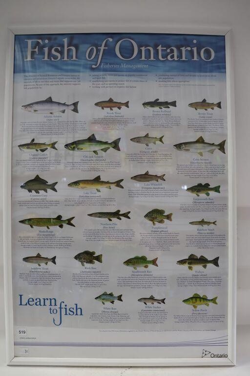 'FISH OF ONTARIO' POSTER