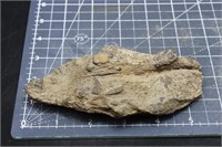 12.2oz Dinosaur Bone,rough, Appears Solid