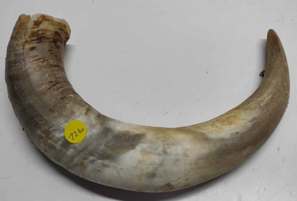 Large 12" Animal Horn