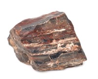 Wonderful Petrified Wood Section