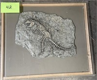 Resin Dinosaur Fossil in Case