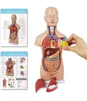 Human Body torso teaching model 20"