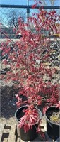 Upright Japanese Maple 4ft+