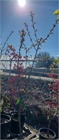 Multi Varity Cherry Tree 6ft+