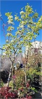 Pear Tree 6ft+