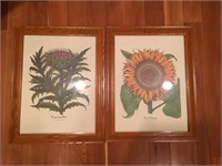 2 Large Framed Flower Prints