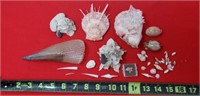Sea Shells from Around the world