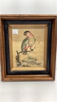 ‘The Parakeet from Curraccos’ colored print in