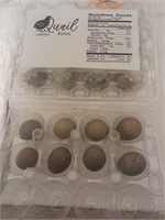 1-Doz Button quail hatching eggs