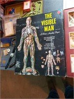 The visible man model in box