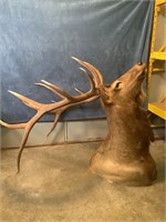 Elk Shoulder Mount