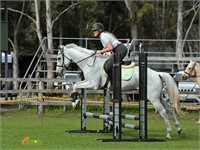 (QLD) ACE - STOCK HORSE GELDING