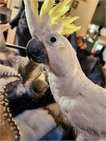 Male-Yellow Crested Cockatoo-TAME! 11 years