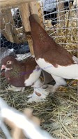 Pair Muff Tumbler Pigeons