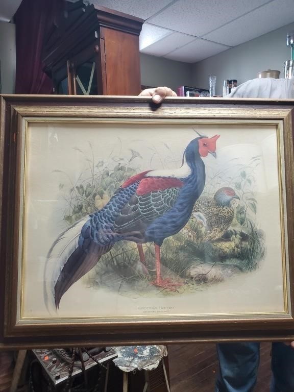 Watercolor? Swinhoes Pheasant Pic