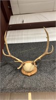 5X5 ELK RACK ON PLAQUE